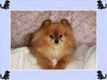 Pomeranian video