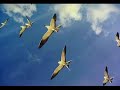shyne-on-me-fly-away.html