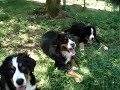 Filhotes bernese Filhotes bernese