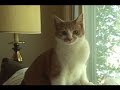 Cat-astrophe!: a Martin Clawsese film Cat-astrophe!: a Martin Clawsese film