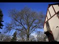 Arbor Aesthetics: Time Lapse Tree Climbing Spectacle Arbor Aesthetics: Time Lapse Tree Climbing Spectacle
