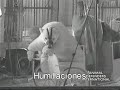 Maltrato Animal