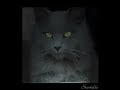 Graystripe\ Graystripe\