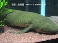 ???????????????????Neoceratodus forsteri? ???????????????????Neoceratodus forsteri?