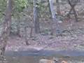 videos de Tigers at Kudla (Pilikula) Zoo