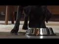 New Super Bowl Commercial 2008 - Gatorade: \"Thirsty Dog\"