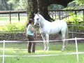 Peggy Finnerty and Sam Parelli Level 3 Liberty BLOOPERS
