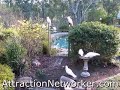 Attraction Marketing and Cockatoos. What Do cockatoos Have to Do with Attraction Marketing? Attraction Marketing and Cockatoos. What Do cockatoos Have to Do with Attraction Marketing?