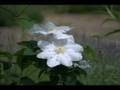 videos de Enid Blyton's Garden (with the house The Old Thatch)