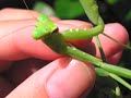 Hierodula patellifera ????????