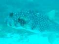 Landing of Puff Fish
