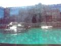 Conhecendo o Aquario em SantosLeao Marinho 