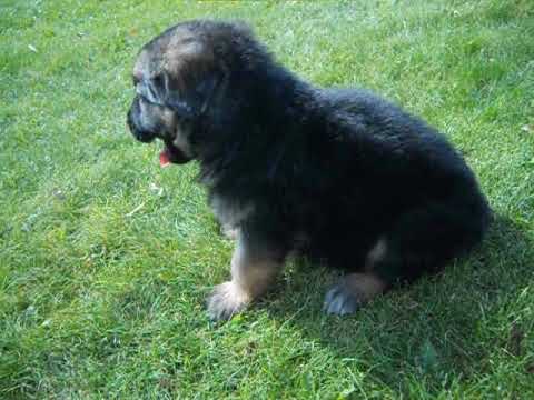 Hailey at 5 weeks of age