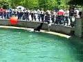 Sea Lion Kensas City Zoo Sea Lion Kensas City Zoo