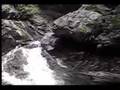 ナナホシテントウ動画9