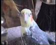 My Bird Singing Cockatiel