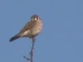 American Kestrel