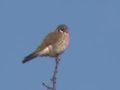 American Kestrel