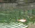 17052008 Outrigger 1 rc-boat RicMan Vienna