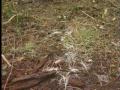 Poachers Busy In Youbou **GRAPHIC WARNING** View Video