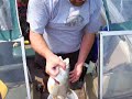 mikeclyde flathead fishing mikeclyde flathead fishing