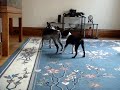 Boston Terriers - Bruno and Sophie in . . . Sniff and Split