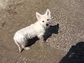 2 dogs on the beach- white swiss shepherds