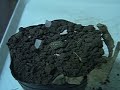 nacimiento tortuga terrestre argentina en cautiverio