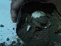 nacimiento tortuga terrestre argentina en cautiverio