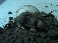 nacimiento tortuga terrestre argentina en cautiverio