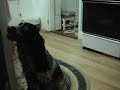 Lady... o cockeriţă care mănâncă coji de castraveţi..