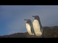 Galapagos Clipshow (NiN - Ghosts) (Galapagos Video #7)