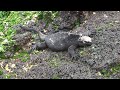 Galapagos Clipshow (NiN - Ghosts) (Galapagos Video #7)