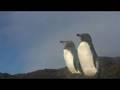 Galapagos Clipshow (NiN - Ghosts) (Galapagos Video #7)