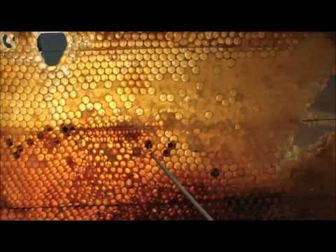 how to harvest raw honey