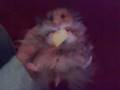 videos de Ghengis The Hamster Enjoying Treat CUTE! FUNNY!