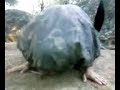 tortuga en celo de sangregorio