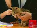 videos de Chat Savannah Cat