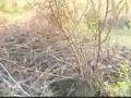 Beagle video
