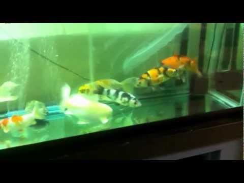 how to cure koi pox
