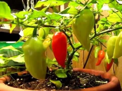 how to harvest bhut jolokia