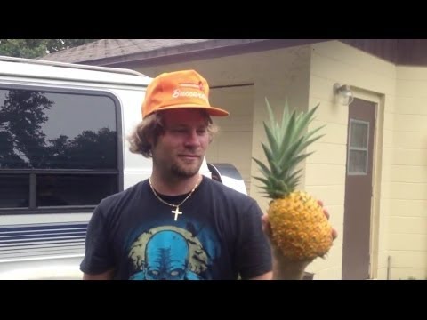 how to replant a pineapple