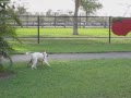Lexi at Amelia Earhart Bark Park