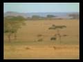 videos de usain bolt watch out