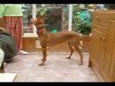 kurti stamping her foot demanding a treat. a very short clip. turn up your volume and you might just hear her foot stamp.  lol