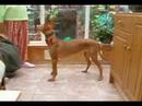 kurti stamping her foot demanding a treat. a very short clip. turn up your volume and you might just hear her foot stamp.  lol