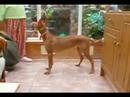 kurti stamping her foot demanding a treat. a very short clip. turn up your volume and you might just hear her foot stamp.  lol