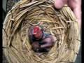 Straw headed bulbul or Cucak Rawa ( www.cucakrowosafrudin.wordpress.com )