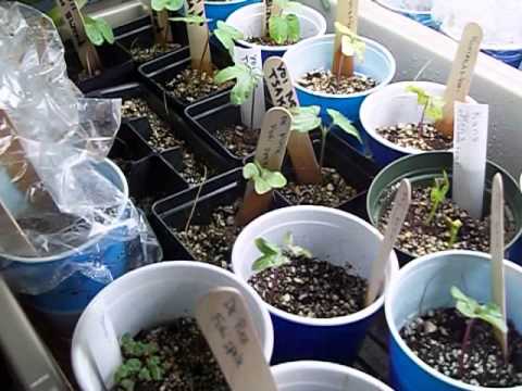how to fertilize morning glories