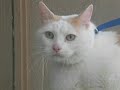 Fat cat Fat cat